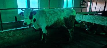 Кошки: Продаю | Корова (самка) | Для молока | Привязанные — 5