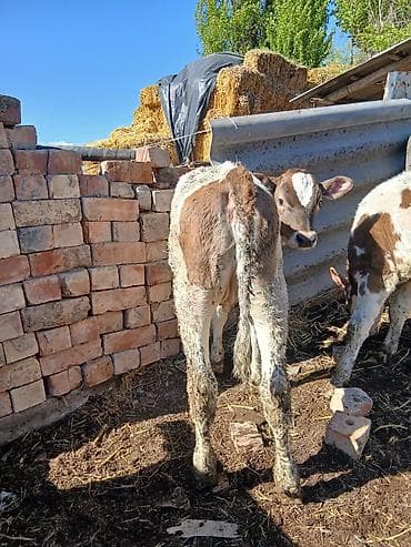 бишкек ит базар: Сатам | Уй (ургаачы) | Алатоолук | Сүт алуу үчүн | Музоологондон кийин — 9