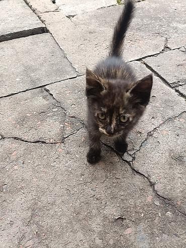 милые котики: Кошка даром: Беспородная, 2 месяца, Девочка, Приучена к лотку — 4