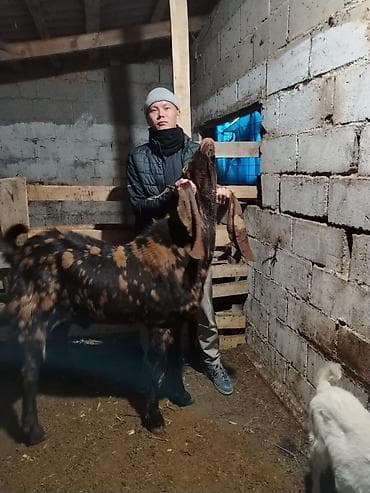 Үй жаныбарлары үчүн товарлар: Сатам | Теке (эркек) | Көбөйтүү үчүн | Асыл тукумдуу — 3