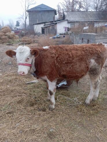 срочно продаю дом начала маевка: Үй, 80 м², 5 бөлмө — 2