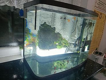фильтр для аквариума бишкек: Аквариум 90 литров Макс 100 можно,около 30 рыб — 2
