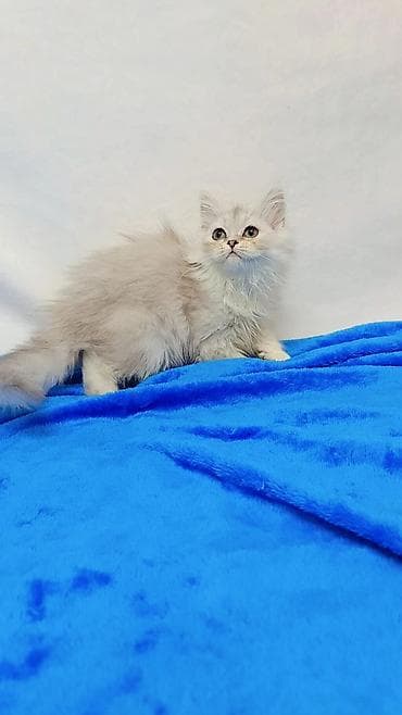 Продажа кошек: Шотландские котята разных возрастов. от породных родителей. доп — 4