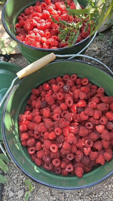 ташкентский плов бишкек доставка: Малина В розницу, Бесплатная доставка — 5