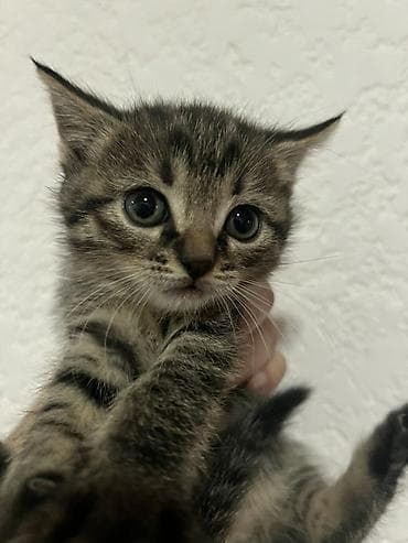 японская кошка: Котята с классическим тигровым окрасом (табы), ( полукровки, мама — 2