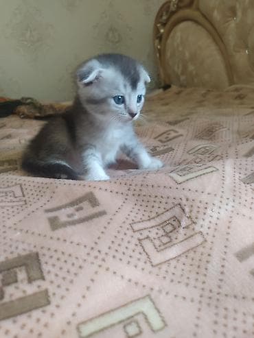 шотлан: Шотландский вислоухий котёнок (Scottish Fold) - Окрас — 1