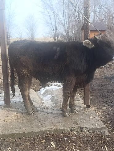 Услуги ветеринара: Продаю | Бык (самец) | На откорм | Привязанные — 3