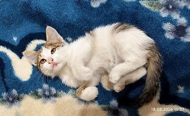 мейн кун котята: Кошка даром: Беспородная, 2 месяца, Мальчик — 2
