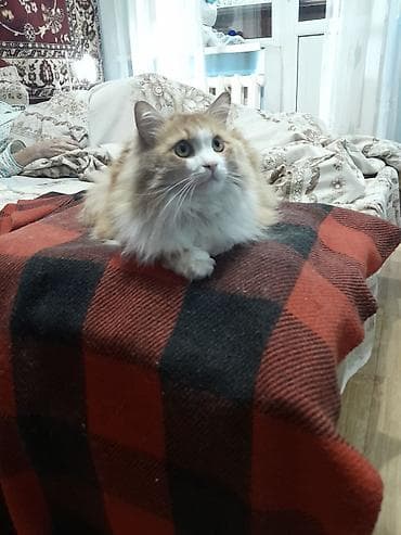 вислоухие котята фото цена: Мальчик — 2