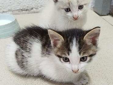 Үй жаныбарлары: Котята, домашние, короткошёрстные. Описание: - Окрас — 3