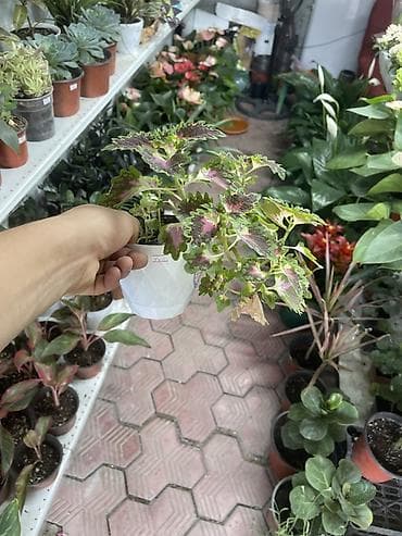 колеусы: Колеус (Plectranthus scutellarioides) в декоративном горшке. - — 2