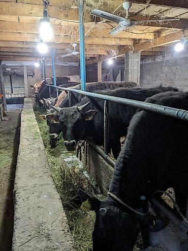 бычки семетал: Продаю | Бык (самец) — 2