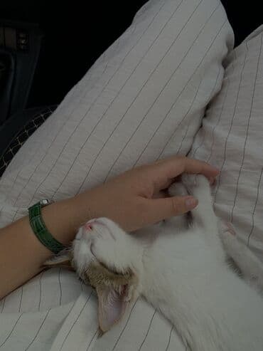 котёнок в добрые руки: Беспородная, 3 месяца, Девочка, Белый, С прививками, Приучена к лотку, Проглистована — 2