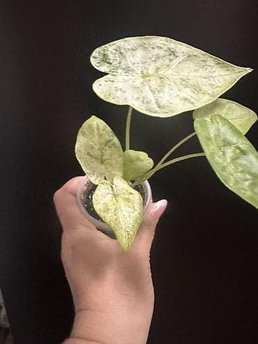 мишка с пледом: Комнатные растения — коллекционные лианы 1) Потос (Epipremnum aureum) — 2