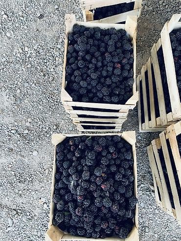 птицы бишкек: Ежевика Оптом — 3