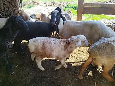 ежик живой: Продаю | Овца (самка) | Для разведения | Матка — 3