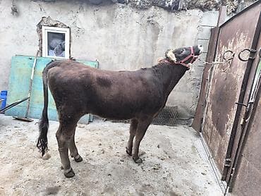 монгол ат: Продаю | Бык (самец) | Алатауская | На откорм | Привязанные — 1