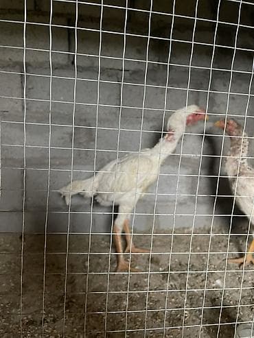 кошка манчкин: Продаю | Куры | Бойцовая | Для разведения — 1