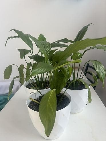 цвет: Это цветы Женские счастья - Комнатное растение с длинными глянцевыми — 1