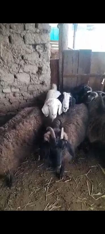 брама белый: Продаю | Коза (самка) — 3