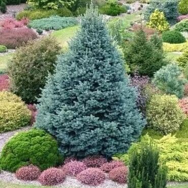 Все для дома и сада: Саженцы деревьев: Ели — 3