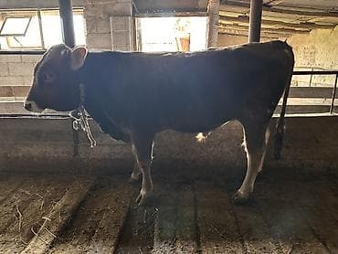 кара балта кой: Продаю | Бык (самец) | На откорм | Племенные — 5