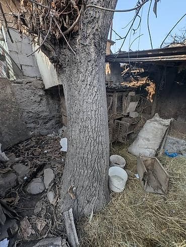 Дерево для заготовки древесины орех - Крупный ствол с ровной корой