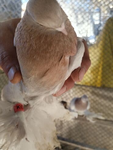 борщ кой: СРОЧНО ПО 350 СОМ оптом город ТОКМОК Породистые декоративные голуби с — 14