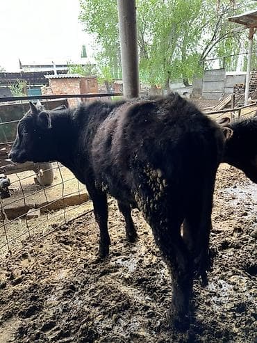 бычки бычок: Продаю | Бык (самец) | Привязанные — 3