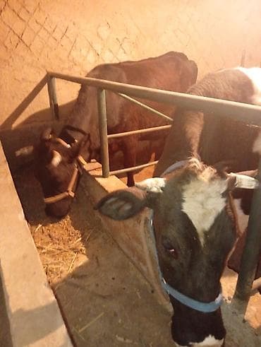 Продаю | Корова (самка) | Голштин | Для молока | Привязанные at lalafo.kg Продаю | Корова (самка) | Голштин | Для молока | Привязанные