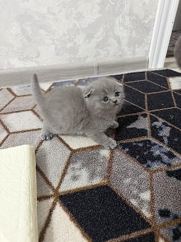 продам котят шотландских: Шотландские котята,(страйт и скотиш фолд) окрас голубой (blue). Отец — 1
