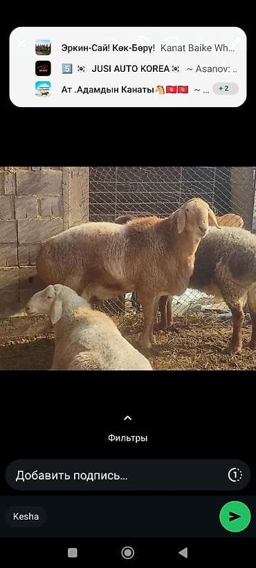 Продаю | Баран (самец) | Арашан | Для разведения | Племенные