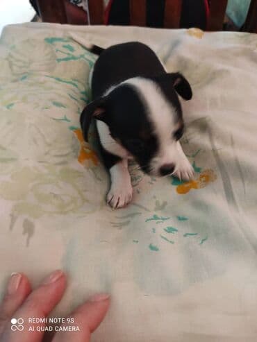 Грызуны: Две милых девочки породы чихуахуа ждут своих новых хозяев. Им 1,5 — 1