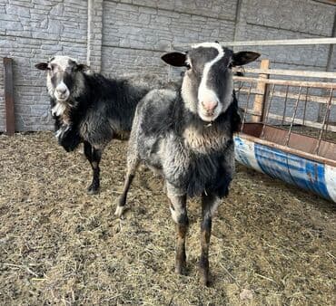 купить собаку шпица недорого: Продаю | Овца (самка), Ягненок, Баран (самец) | Романовская | Для разведения | Племенные, Осеменитель — 2