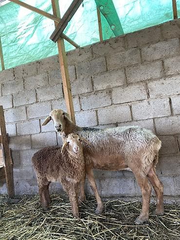 британская голубая кошка: Продаю | Овца (самка), Ягненок | Гиссарская, Арашан | Для разведения | Племенные, Ягнившаяся — 3