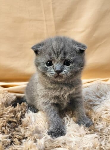 сколько стоит черепаха маленькая в бишкеке: ✨ Открыто бронирование котят голубого окраса — малышам 3 недели! — 4