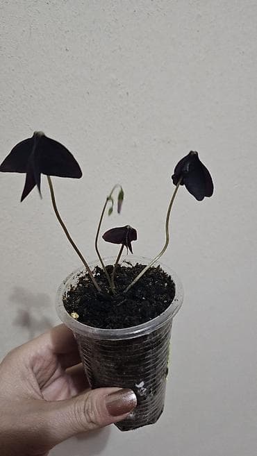 чон арыке: Кислица
Оксалис 
oxalis 
🦋 
бабочка — 6