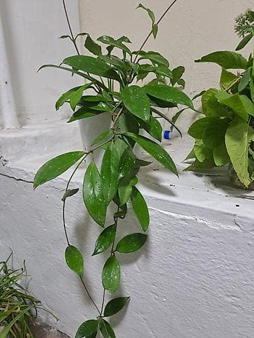 Хойи: Хойя красная
горшок новый
грунт новый
пересадка не требуется — 2