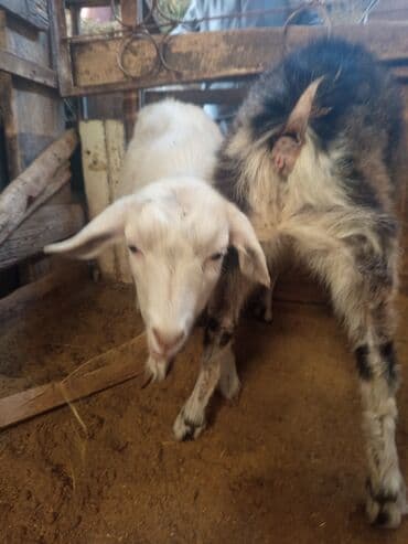 Ветеринар кызматы: Козы — 10