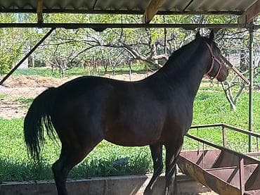 рабочий ат: Продаю | Жеребец | Рабочий | Осеменитель — 2