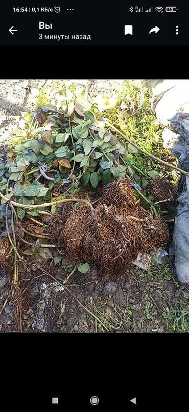 Уголь: Продается саженцы ежевики безщиповый урожайность высокий и — 1