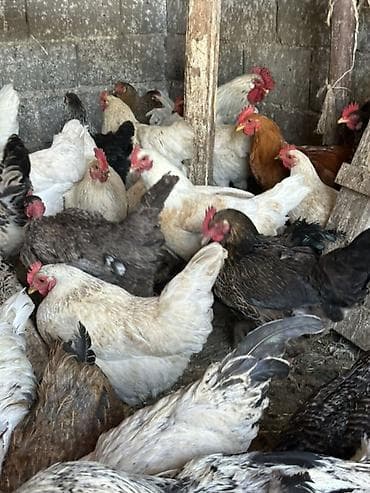 купить собаку бишкек: Продаю | Куры | Кохинхин, Домашняя | Несушки — 1