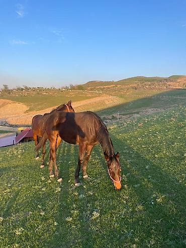 ат сатып алам: Продаю | Кобыла (самка) | Для разведения — 3