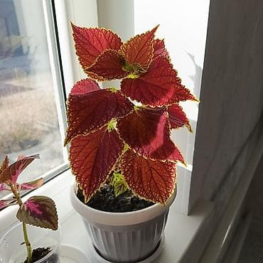 Колеус (пестролистный) — яркие декоративно-лиственные комнатные