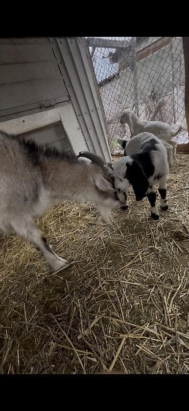 молоко осла: Продаю | Коза (самка) | Для молока — 4
