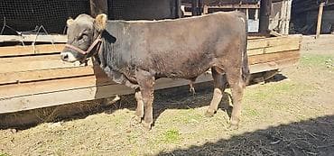 собаки тайган: Сатам | Уй (ургаачы), Бука (эркек), Кунаажын | Алатоолук, Швиц | Бордоп семиртүү үчүн, Көбөйтүү үчүн, Сүт алуу үчүн | Жасалма жол менен боозутуу, Бооз, Жасалма уруктандырылган — 1