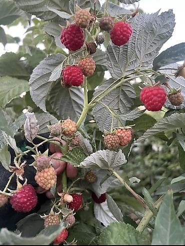 корейская химия: Саженцы малины (ремонтантный сорт на фото) Лучший сорт для бизнеса — 3