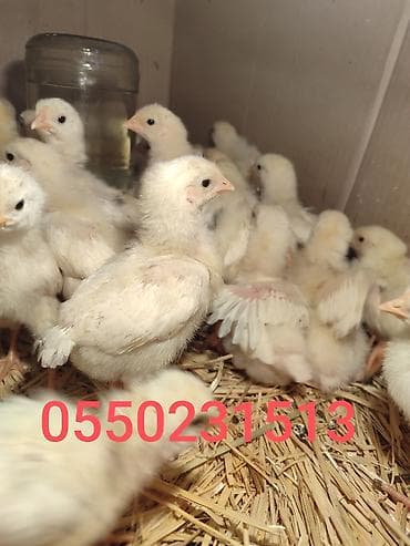 дакан яйца: Продаю | Цыплята | Леггорн | Несушки — 1