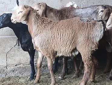 хамелеон животные: Продаю | Баран (самец) — 2