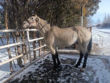 продажа домашних животных: Продаю | Жеребец | Конный спорт — 1